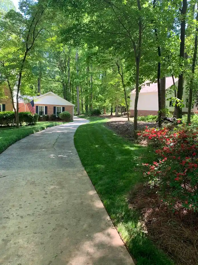 Healthy trees and shrubs protected by professional insect control in Charlotte, NC. Vibrant residential landscape maintained by Fine Turf.