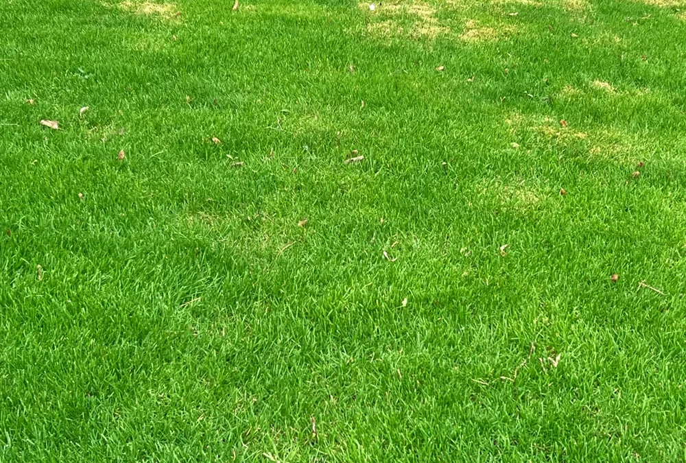 I’m Noticing Brown Patches in My Lawn. What Should I Do?