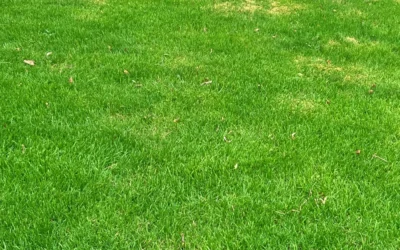 I&rsquo;m Noticing Brown Patches in My Lawn. What Should I Do?