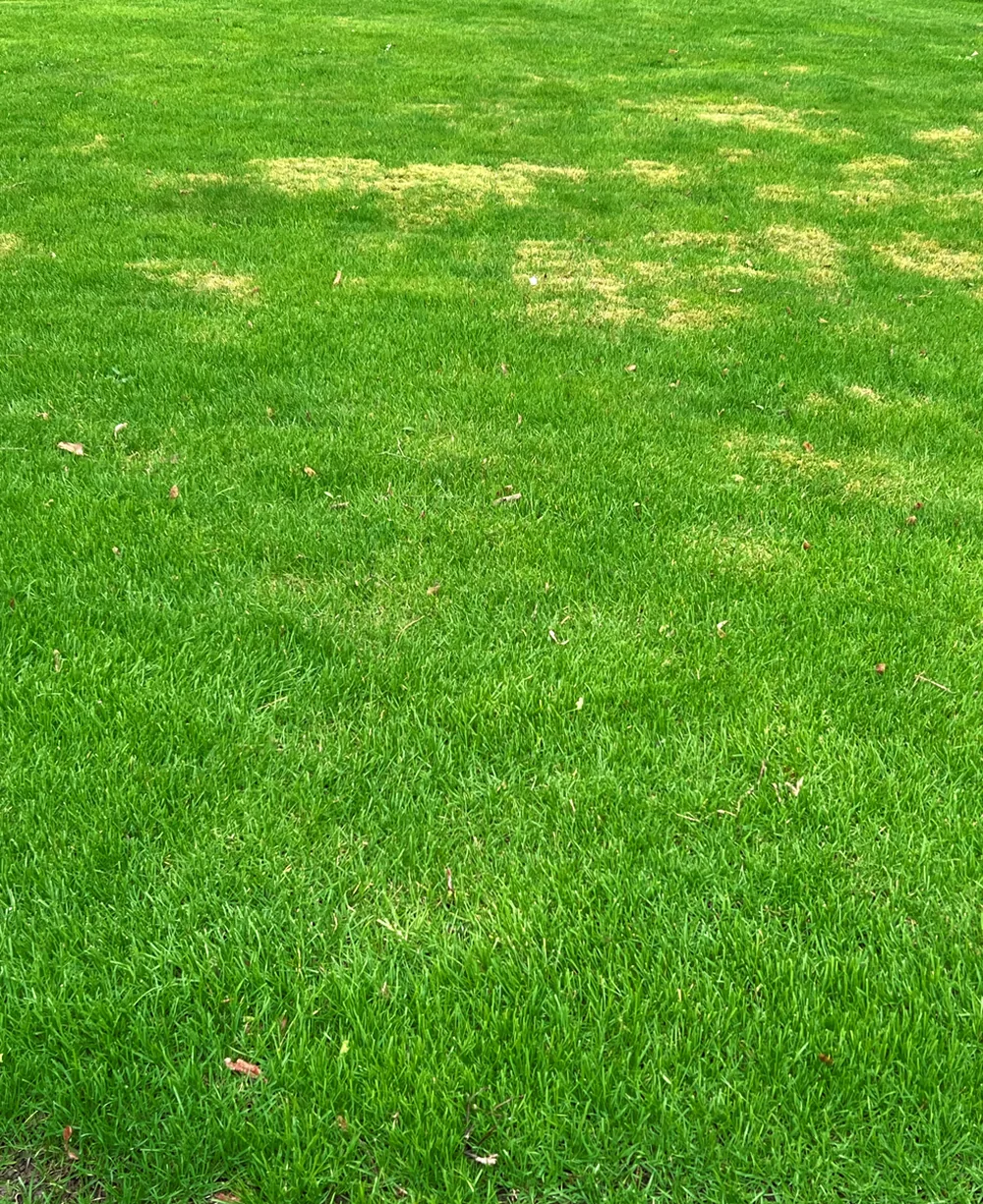 Brown patches in a Charlotte, NC lawn — tan circular spots in tall fescue showing signs of brown patch disease or irrigation stress
