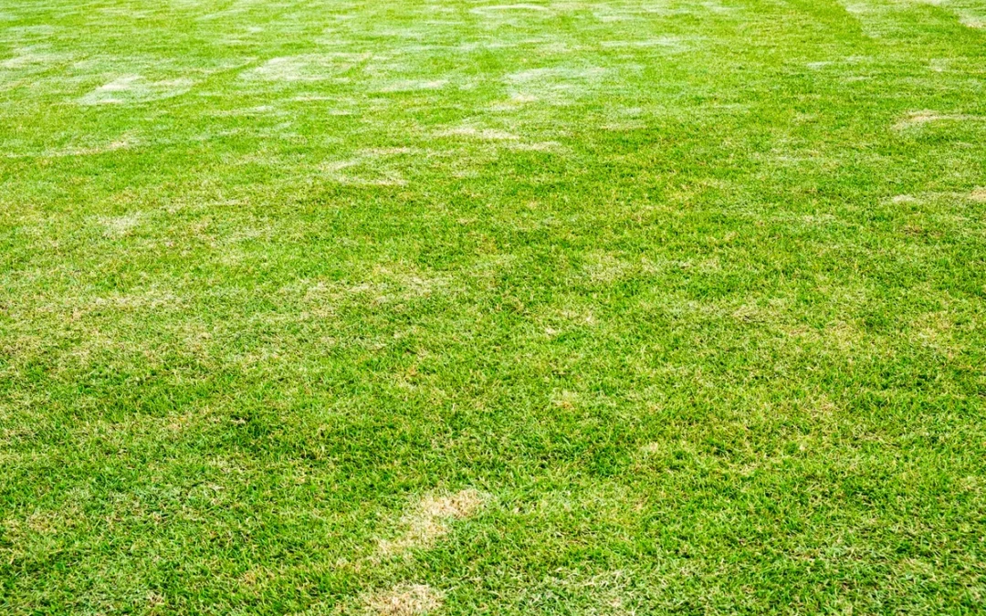 How Do You Diagnose Heat Stress on a Lawn in Charlotte, NC?