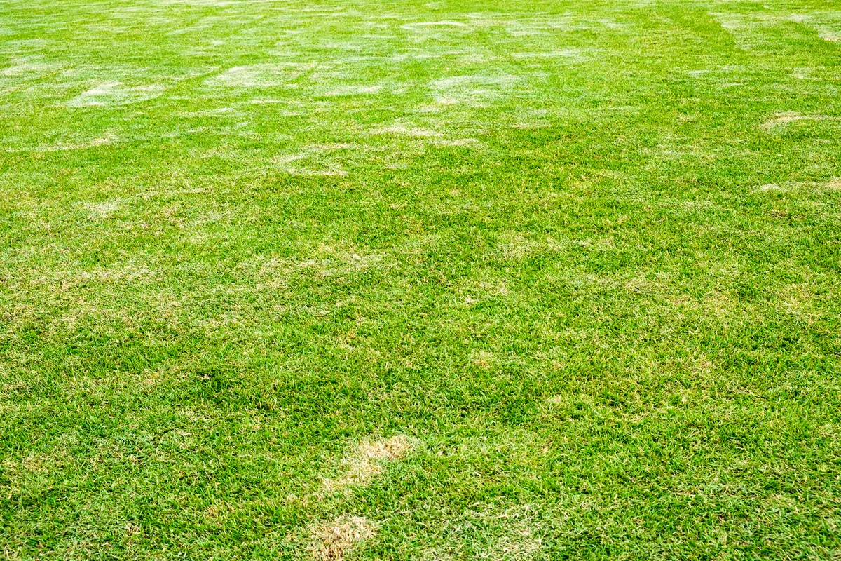 Charlotte NC lawn showing faded, patchy heat-stressed turf