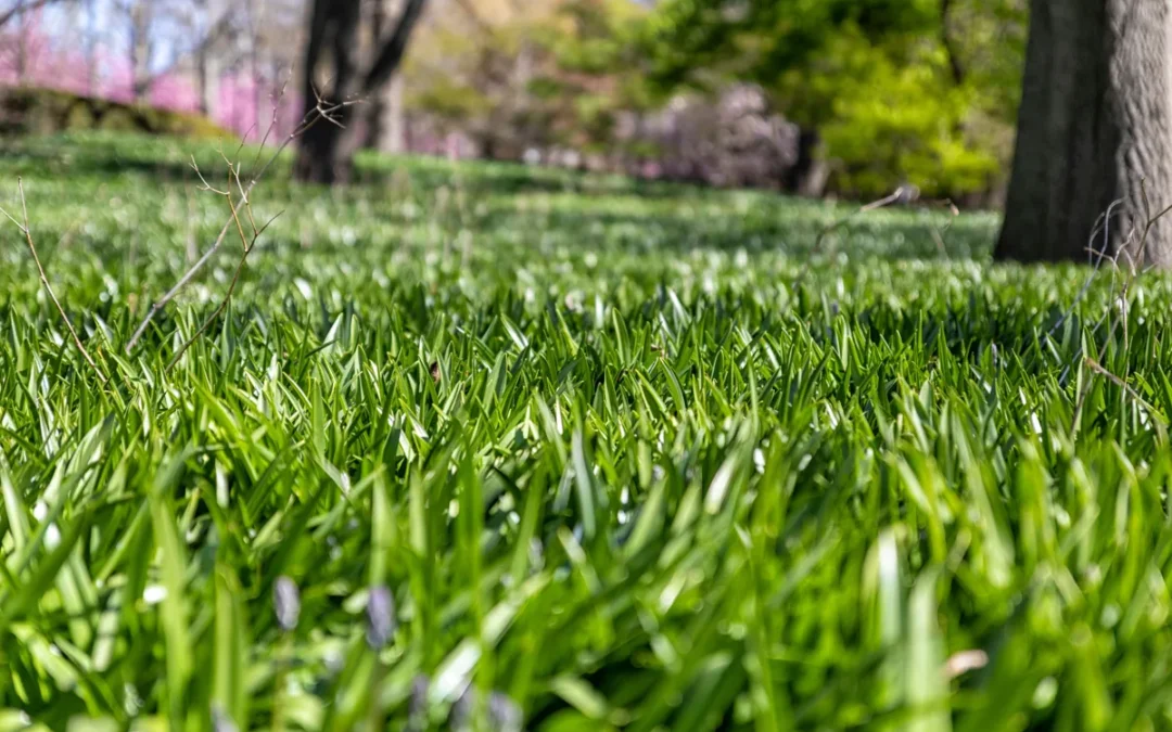 Benefits of Topdressing Your Lawn