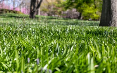Benefits of Topdressing Your Lawn