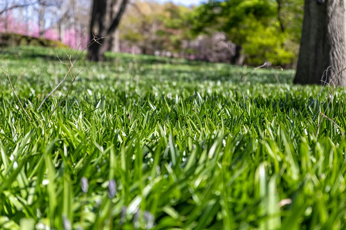 Benefits of Topdressing Your Lawn Healthy thick green lawn in Charlotte NC strengthened by compost topdressing