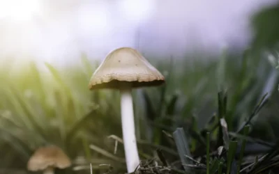 Why Do I Have Mushrooms in My Lawn?