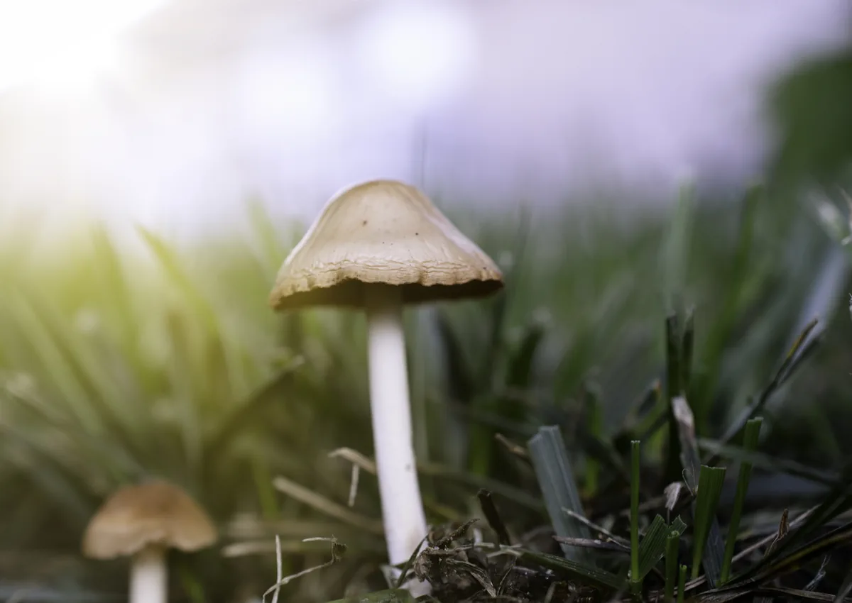 Mushrooms growing in a green Charlotte NC lawn after rain