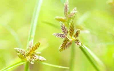 What Can We Do About Nutsedge?