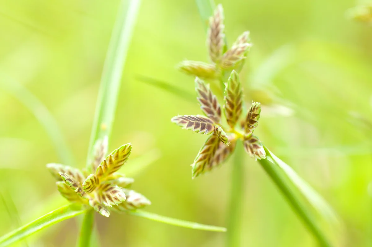 What Can We Do About Nutsedge? Yellow nutsedge seedheads emerging above turf in a Charlotte NC lawn