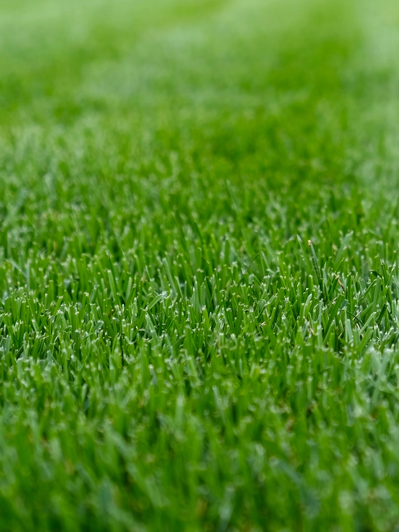 Seeding after a fall aeration is a great way to improve your lawn for the following year in Charlotte, NC.