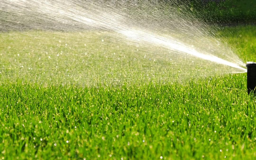 When Is the Best Time to Water Your Lawn in Summer in Charlotte, NC?