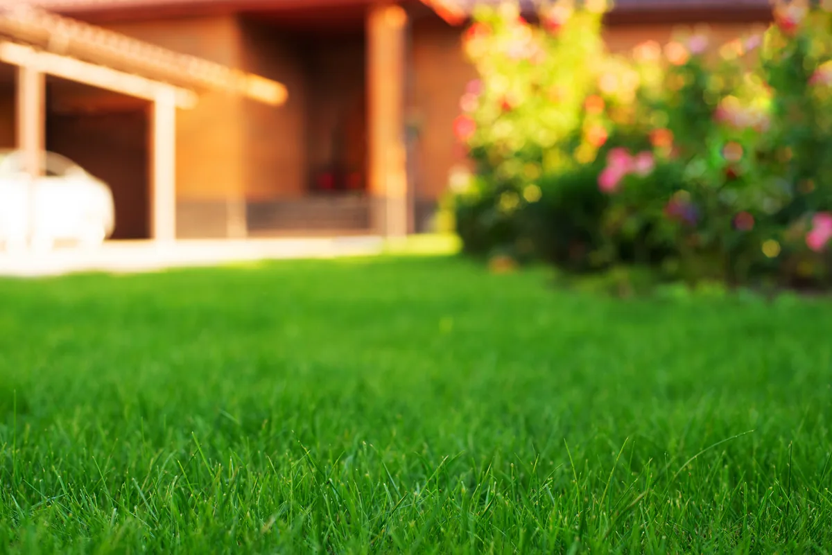 Thick, healthy green bermudagrass lawn in Charlotte NC improved by warm season aeration