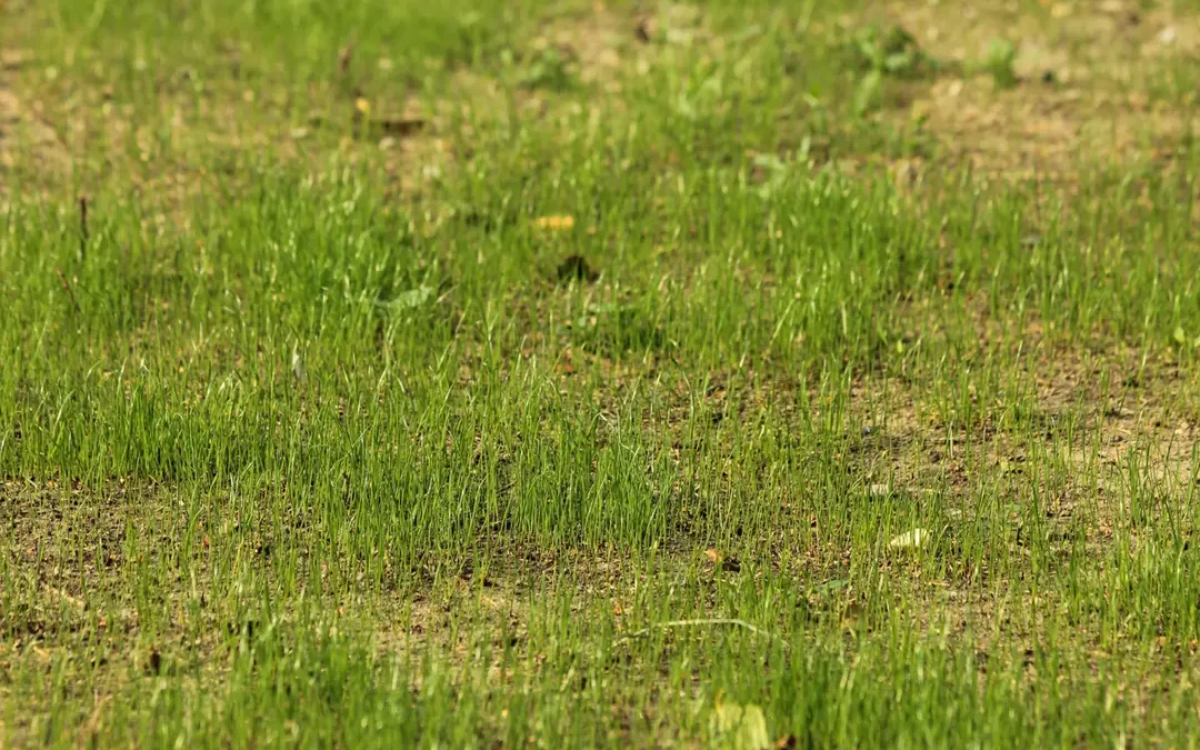 Why Your Lawn Always Dies in the Same Spots