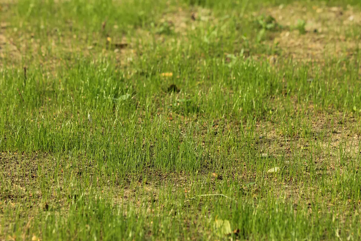 Thin, patchy lawn with bare soil showing through in Charlotte NC Thin, patchy lawn with bare soil showing through between the grass in Charlotte NC