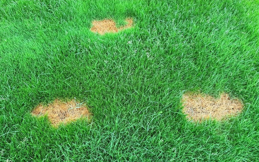 When Will These Bare Spots in Your Lawn Fill In?