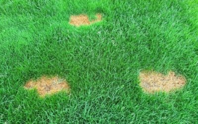When Will These Bare Spots in Your Lawn Fill In?