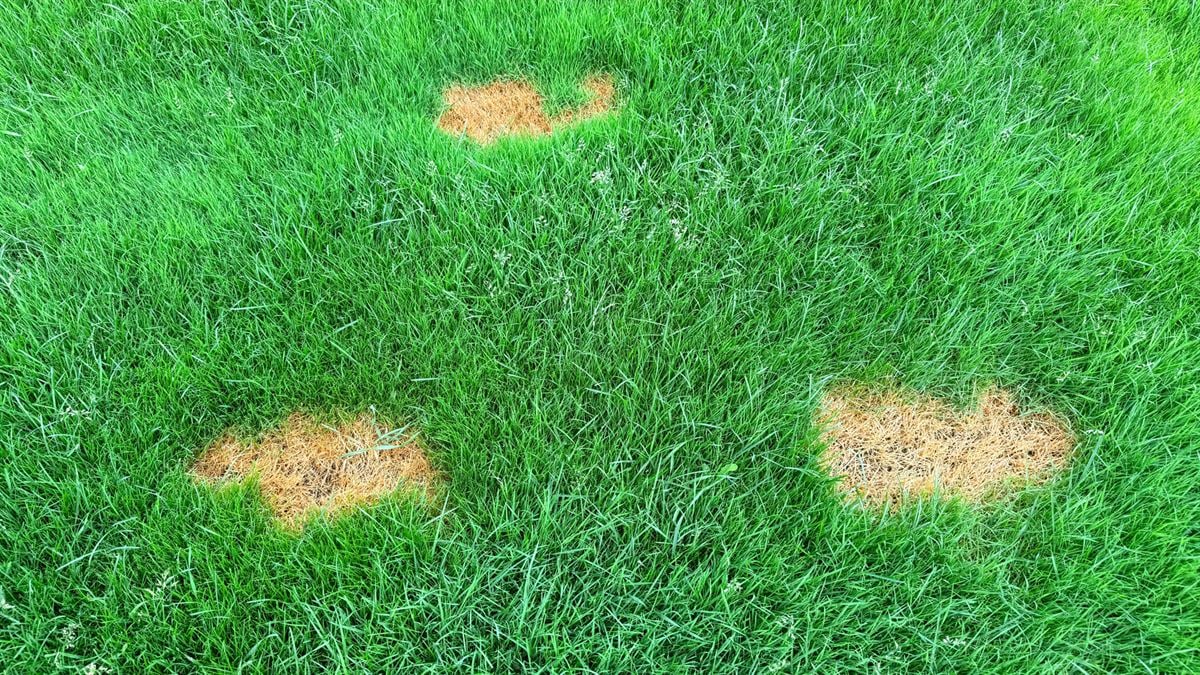 Three dead brown bare spots in a thick green Charlotte, NC lawn, the kind FineTurf diagnoses and repairs