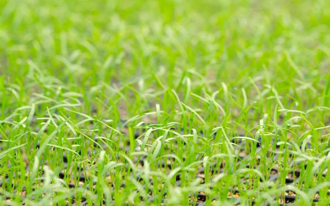 Why Is Some of My Grass Seed Not Coming Up?