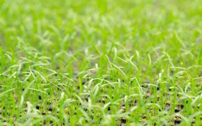 Why Is Some of My Grass Seed Not Coming Up?