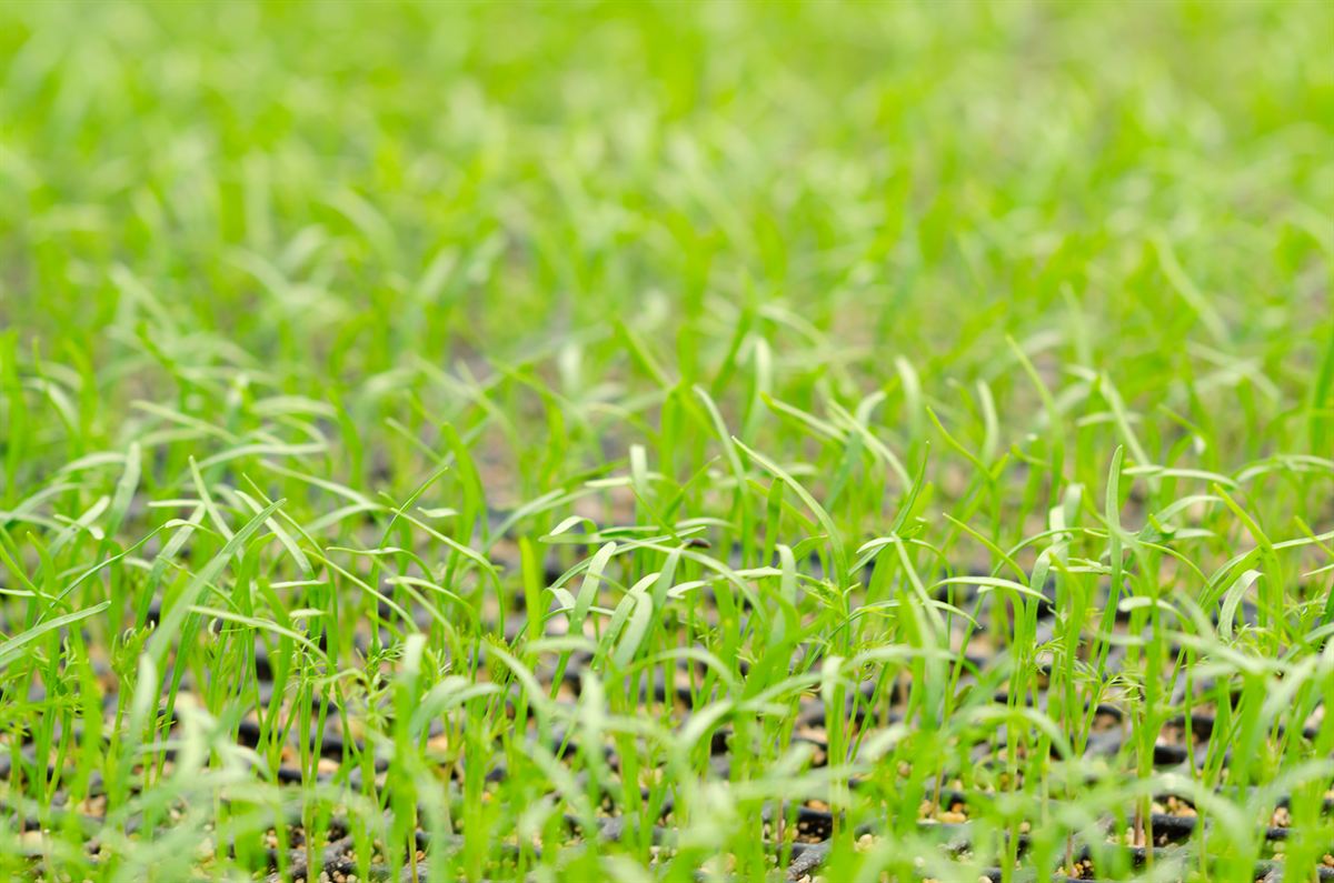 Why Is Some of My Grass Seed Not Coming Up? Young grass seedlings coming up in a seed tray, the even germination Charlotte NC lawns aim for after fall seeding, from FineTurf