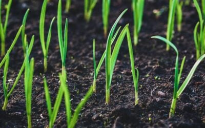 How Long for Grass Seed to Germinate in Charlotte, NC