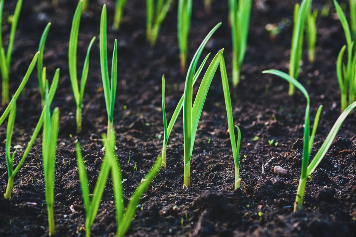 Bright green grass seedlings emerging from dark soil, the even germination FineTurf seeds for on Charlotte, NC lawns